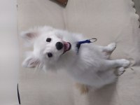 Pomeranian Tilki Surat