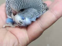 Jumbo erkek muhabbet kuşu bebek