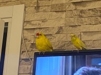 Kakariki papağanı papağanı