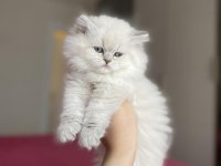 EMSALSİZ GÜZELLİKTE BRITISH LONGHAIR YAVRULARIM 