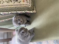Muhteşem bebeklerimiz british shorthair