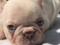 Ankara exotic french bulldog