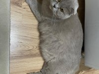 45 günlük sevimli Scottish fold yavrular