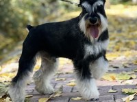 FCI şecereli Miniature Schnauzer'ler