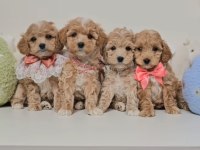 Eşsiz Maltipoo Sevimli Yavrular