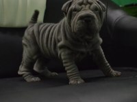Shar pei ırkının en iyi temsilcileri