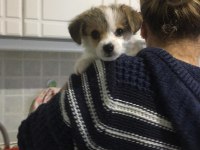 Yavru Morkie