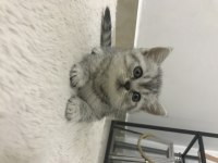 Sevimli british shorthair kedimiz