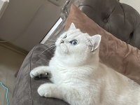 Kedimiz Alice Ailesini Arıyor