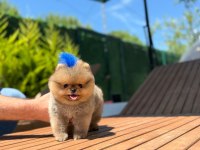 Orjinal Pomeranian Boo