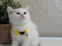 British shorthair pamuk beyazı yavrular