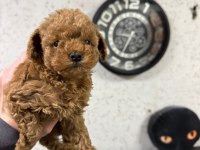 Muhteşem güzellikte orijinal toy poodle yavruları