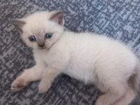 Sadece blue point kediler