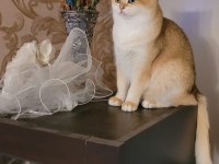 Golden british shorthair