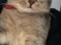 British shorthair bebeğimize dişi arıyoruz
