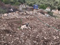 Uluslararası kimliği olan 3 yaşındaki dişi Kangal