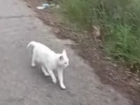 Sahiplendirme 3 yaşında kedimiz