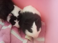 2 adet erkek Guinea Pig