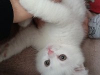 Yavru british longhair