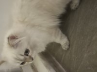 British longhair kedimizi sahiplendirmek