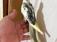 52 GÜNLÜK HARİKA BEBEK SULTAN