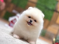 Orjinal ayıcık suratlı pomeranian boo teddy