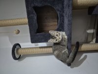 British shorthair Tiger desen