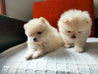 Pomeranian Boo köpekler
