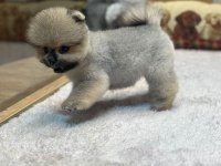 Pomeranian boo orange dişi yavrumuz yeni ailesini aramakta