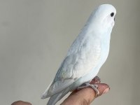 BEBEK MUHABBET KUŞU YENİ YEME DÜŞMÜŞ