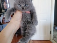 British shorthair yavru antalya