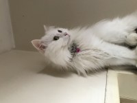 British longhair beyaz