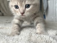 Yavru Scottish Fold