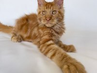 SAFKAN XL Mainecoon Red 