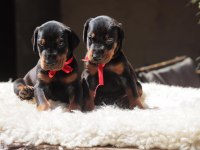 Asil Doberman yavrularım