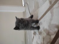 British shorthair