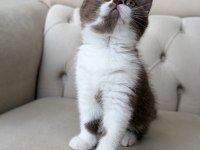 Dişi cinnamon bicolor british shorthair