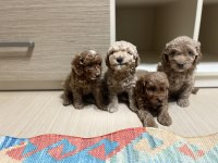 Ev Doğumlu Sağlık Garantili Orijinal Toy poodle yavrular