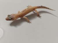 Leopard geckomuz