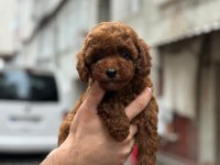 Teacup kore kg garantili poodle