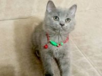 Yavru british shorthair mama tuvalet eğitimi verildi