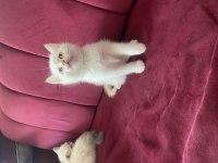 British shorthair kar beyazı mavi gözlü yavrular 6 kardeşten