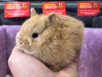 CÜCE NETHERLAND DWARF TAVŞAN YAVRULARIMIZ