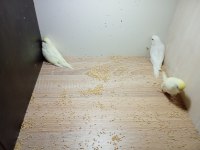 YENİ YEME DÜŞMÜŞ KIRMIZI GÖZ BEBEK YAVRU MUHABBET