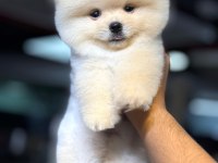 Pomeranian şecereli teacup