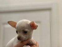Ped eğitimli aşılı chihuahua kızlarımız
