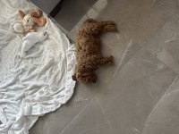 Sahibinden Toy Poodle