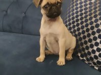 KALİTELİ IRK GARANTİLİ PUG MOPS YAVRULAR