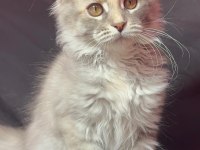 Full şecereli dişi maine coon yavrusu 3 buçuk aylık