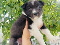 Border collie yavrusu